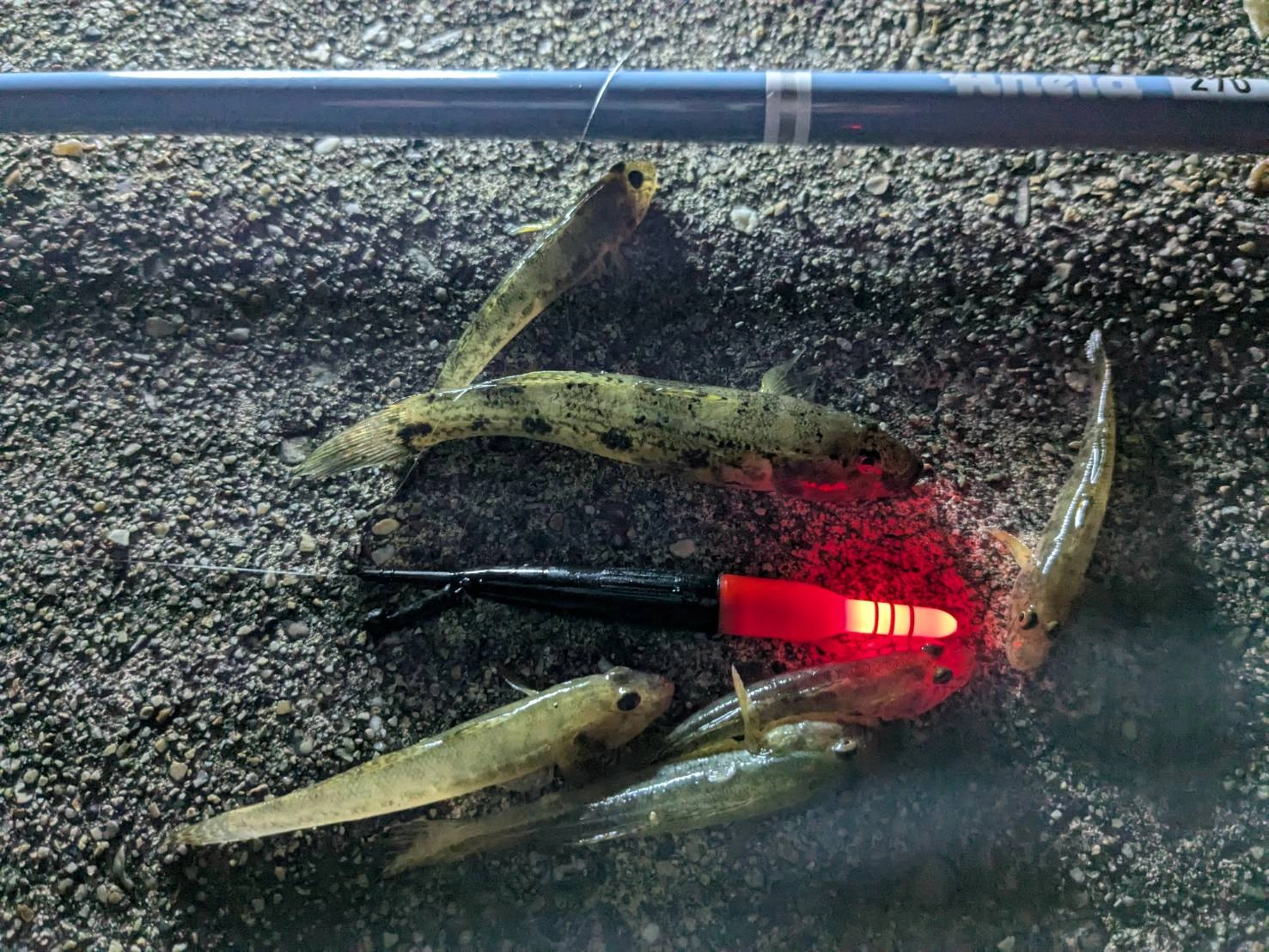 ハゼ　集合